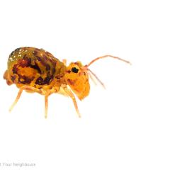 MYN Globular Springtail 